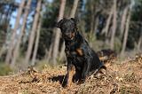 JAGDTERRIER ALLEMAND 100